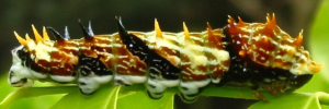 Final Larvae Side of Orchard Swallowtail - Papilio aegeus aegeus